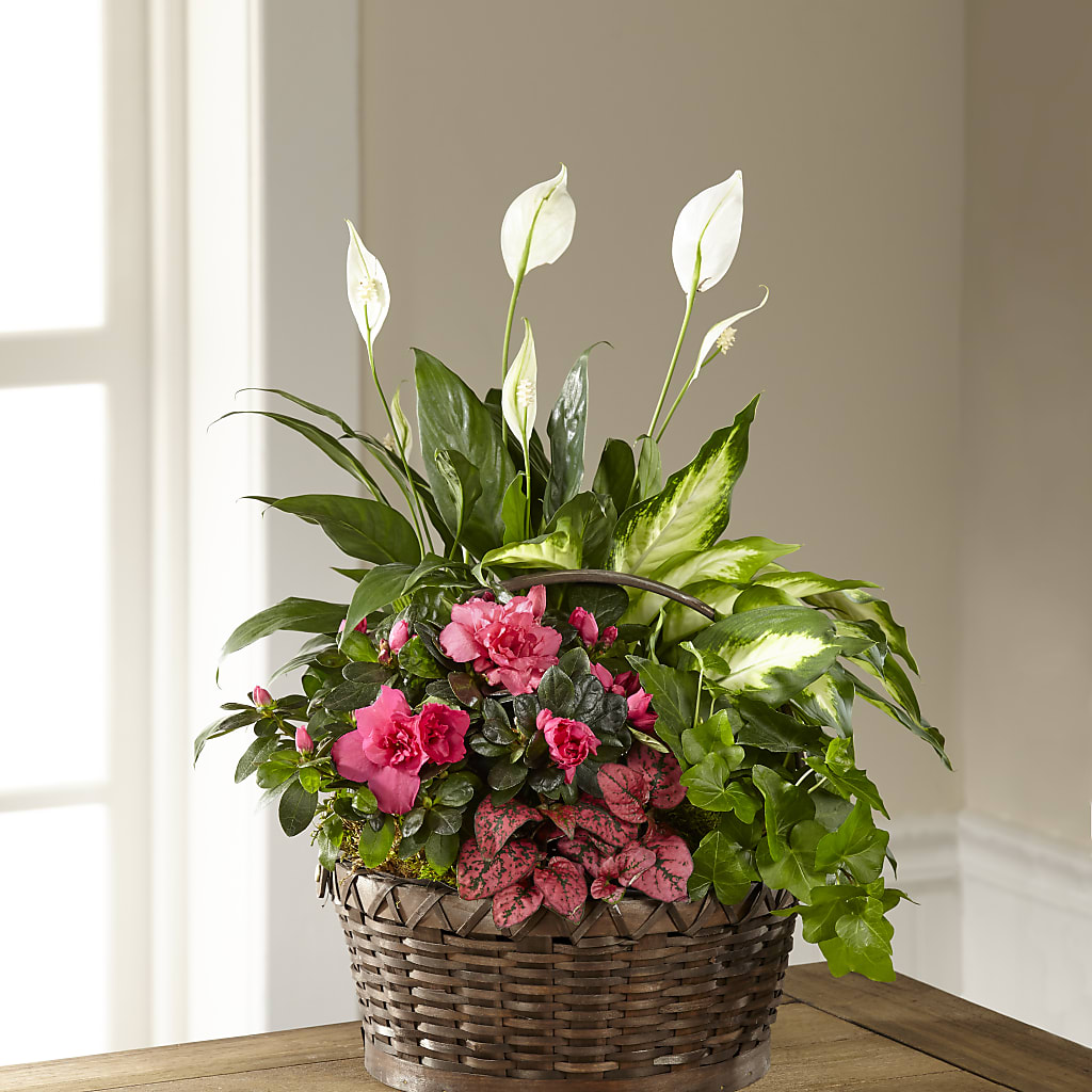 Dream in Pink Dishgarden – ELENA'S FLOWERS, Cleveland OH