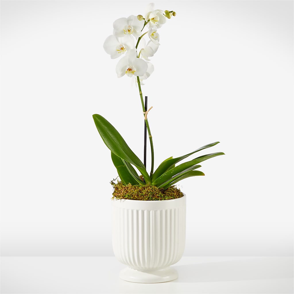 Whispering White Orchid – ELENA'S FLOWERS, Cleveland OH
