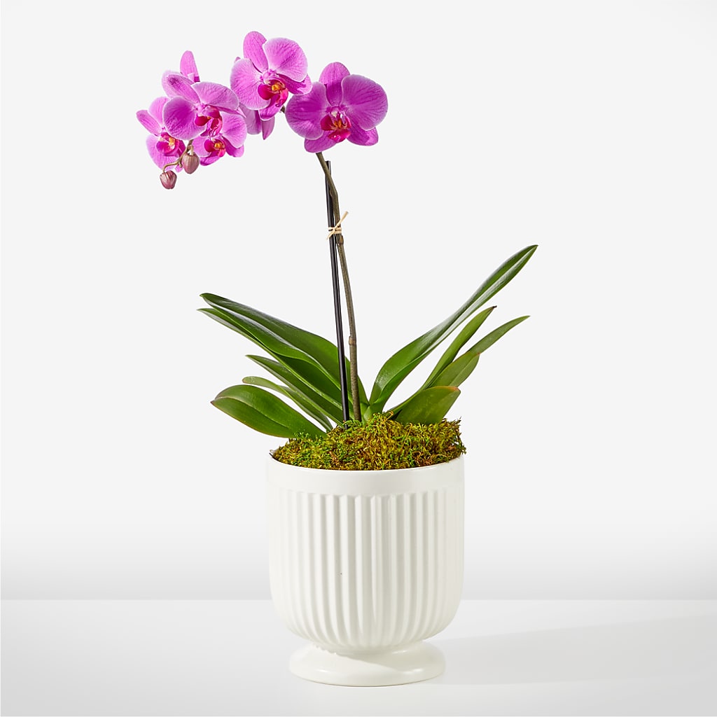 Friendly Fuchsia Orchid – ELENA'S FLOWERS, Cleveland OH