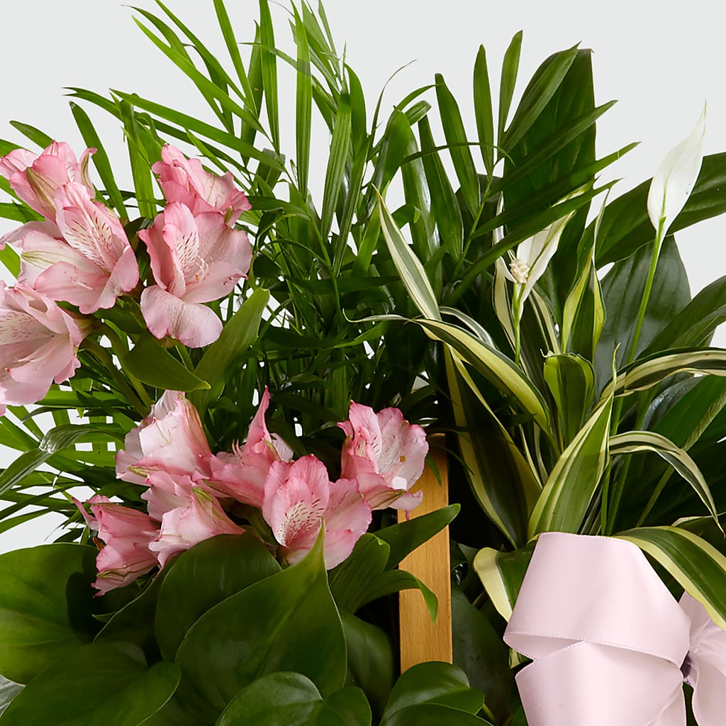 Living Spirit Dishgarden – ELENA'S FLOWERS, Cleveland OH