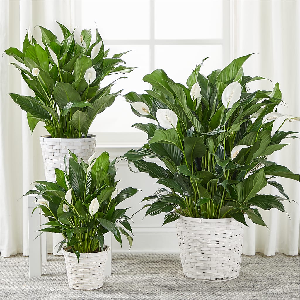 A New Leaf Peace Lily – ELENA'S FLOWERS, Cleveland OH