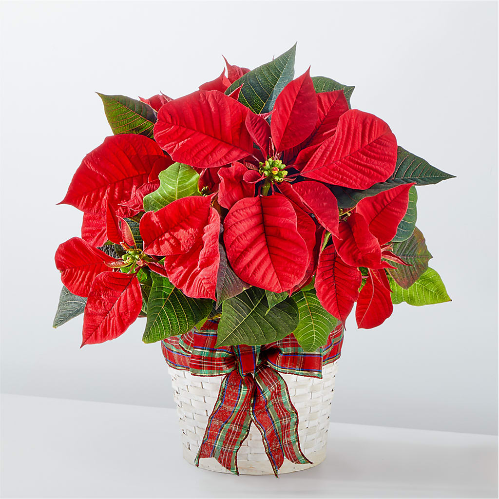 Happiest Holidays Poinsettia – ELENA'S FLOWERS, Cleveland OH