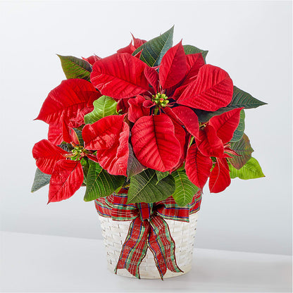 Happiest Holidays Poinsettia – ELENA'S FLOWERS, Cleveland OH