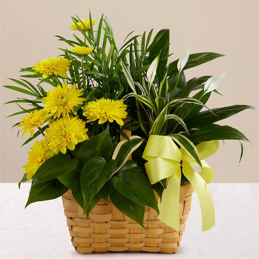 Loving Light Dishgarden – ELENA'S FLOWERS, Cleveland OH