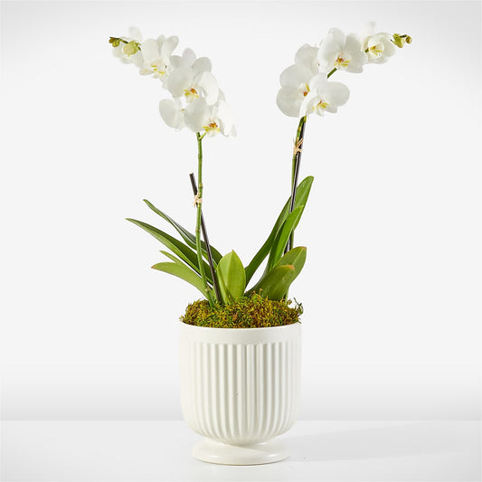 Whispering White Orchid – ELENA'S FLOWERS, Cleveland OH