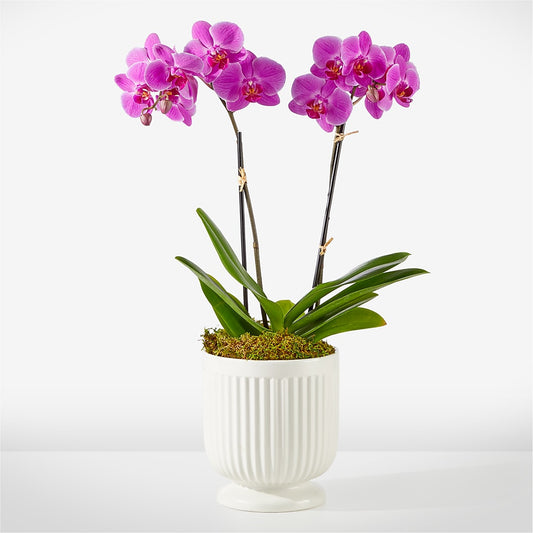 Friendly Fuchsia Orchid – ELENA'S FLOWERS, Cleveland OH