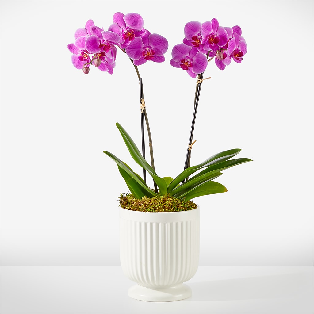 Friendly Fuchsia Orchid – ELENA'S FLOWERS, Cleveland OH