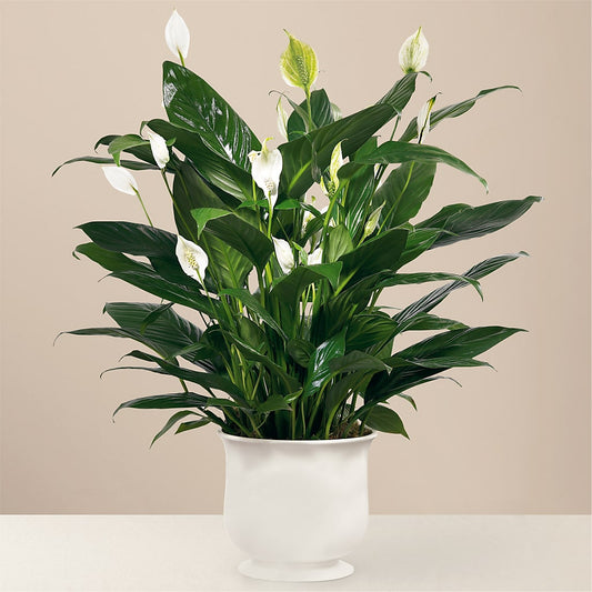 Comfort Planter – ELENA'S FLOWERS, Cleveland OH