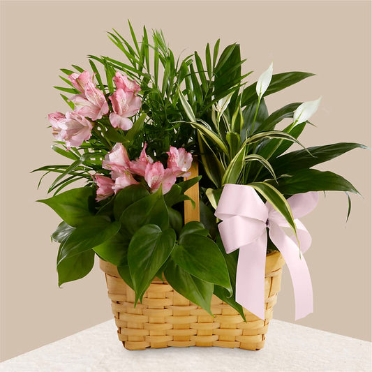 Living Spirit Dishgarden – ELENA'S FLOWERS, Cleveland OH
