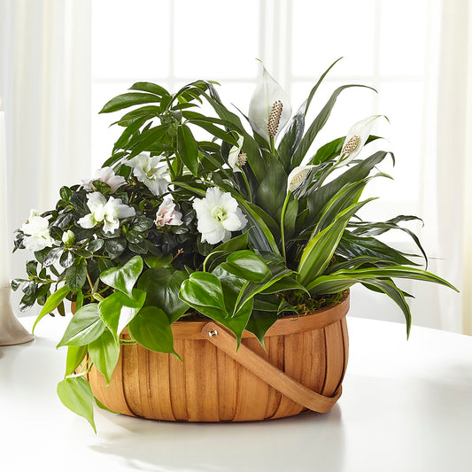 Serene Dishgarden – ELENA'S FLOWERS, Cleveland OH