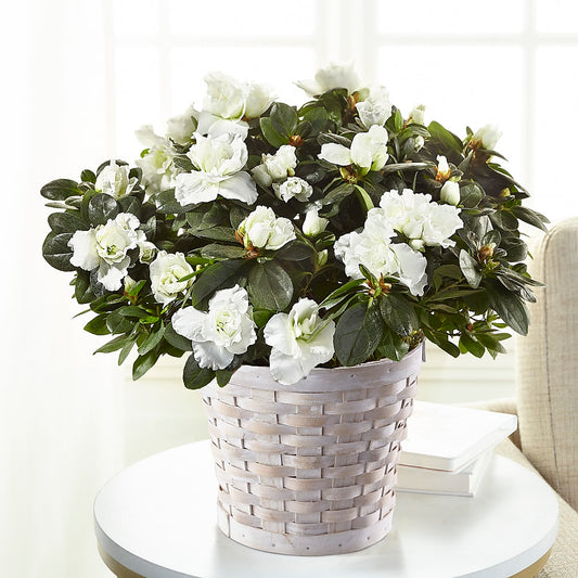 White Azalea Plant – ELENA'S FLOWERS, Cleveland OH