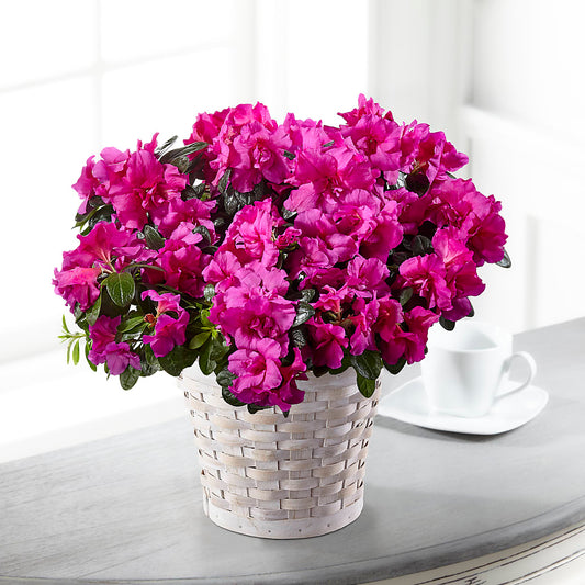 Hope & Serenity Azalea Plant – ELENA'S FLOWERS, Cleveland OH