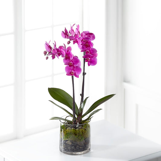 Pink Orchid Plant – ELENA'S FLOWERS, Cleveland OH