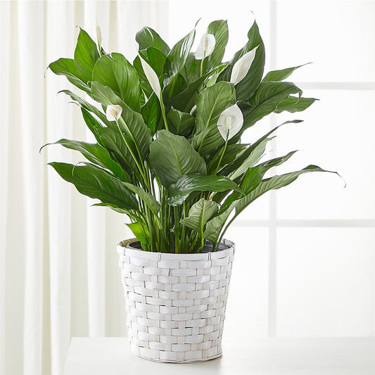 A New Leaf Peace Lily – ELENA'S FLOWERS, Cleveland OH
